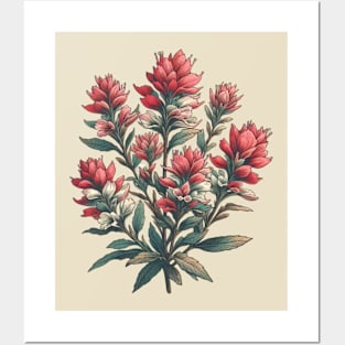 Vintage Indian Paintbrush Botanical Posters and Art